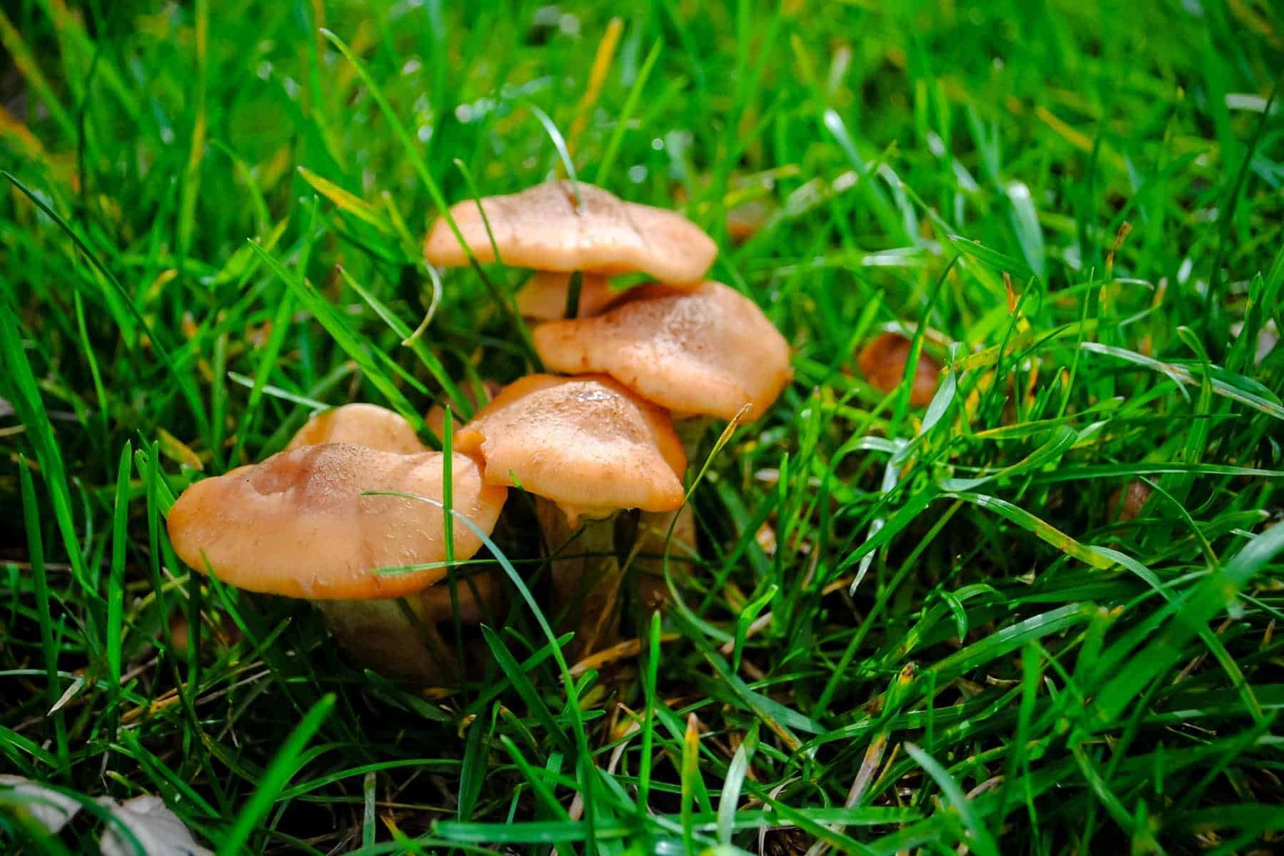 Kids Friendly Fungi