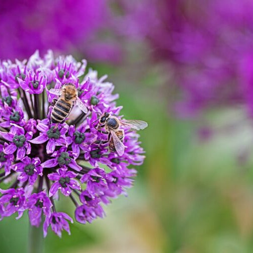Bee-friendly Flower Bulbs