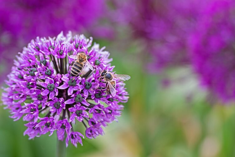 Bee-friendly Flower Bulbs