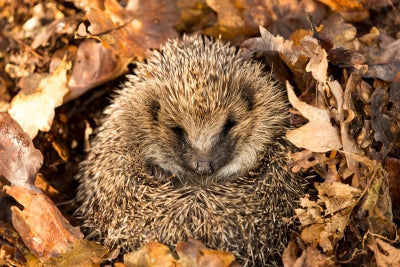 Hibernation Stations! How to Look After Wildlife in the Winter