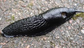 Ever wondered what slug eggs look like?