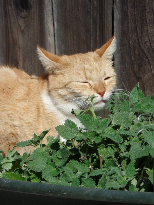 Grow Your Own Catnip Plants Children's Growing Kit with Pot