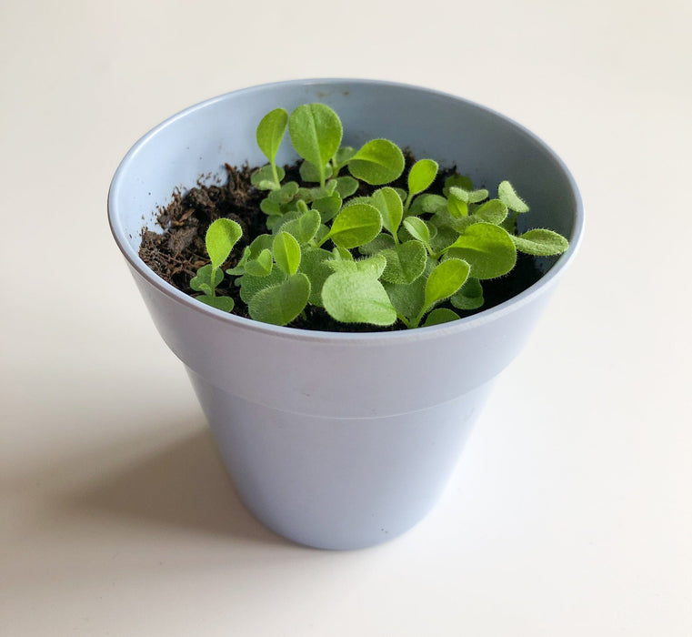 Forget-Me-Not Growing Kit with Pot
