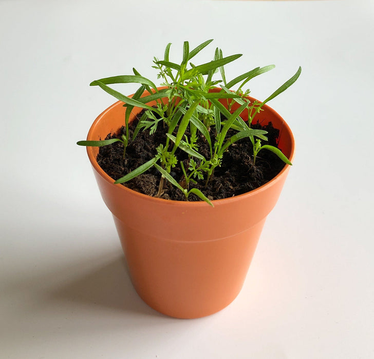 Carrot Growing Kit with Pot