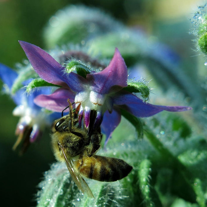 How to Create a Bee-friendly Garden