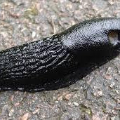Ever wondered what slug eggs look like?