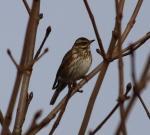Guess who we just saw… a flock of redwings and fieldfares!