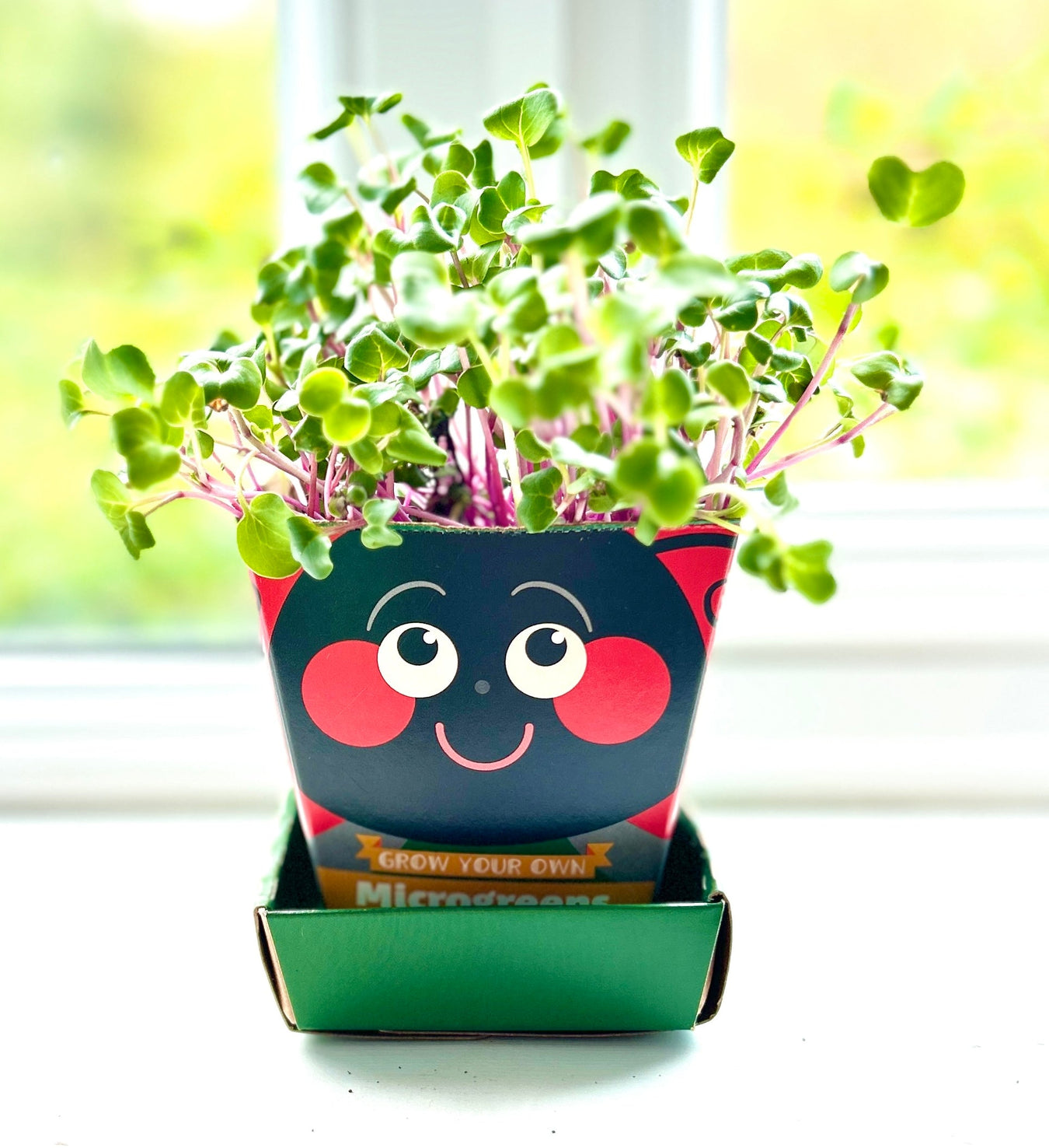 Mighty Microgreens and Cress Head Growing Kits