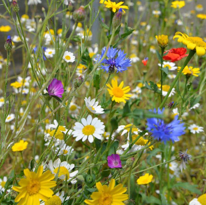 Native Wildflower Seeds