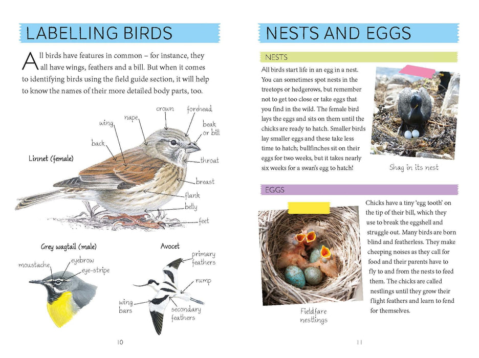 Out and About Bird Spotter Children's Nature Book