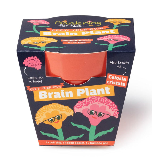 Brain Plant (Celosia) Growing Kit with Pot