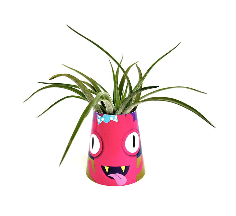 Air Plant Monsters