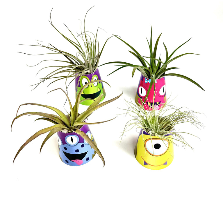 Air Plant Monsters