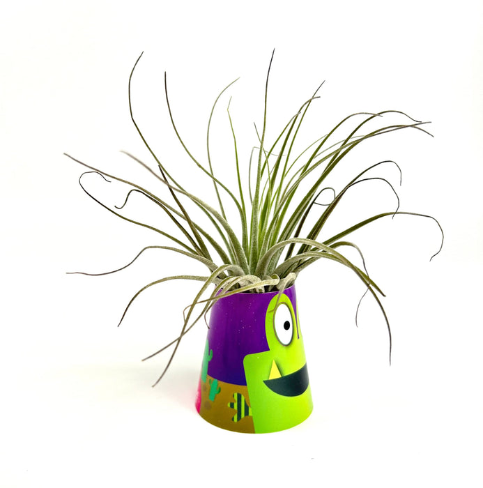 Air Plant Monsters