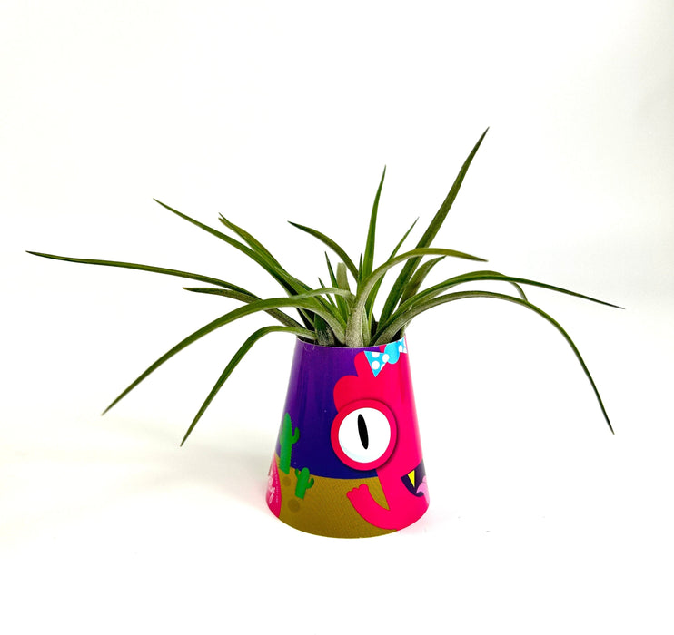 Air Plant Monsters