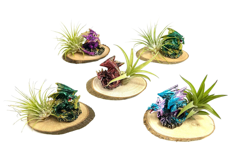 Children's Dragon Air Plant