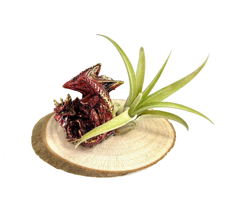 Children's Dragon Air Plant