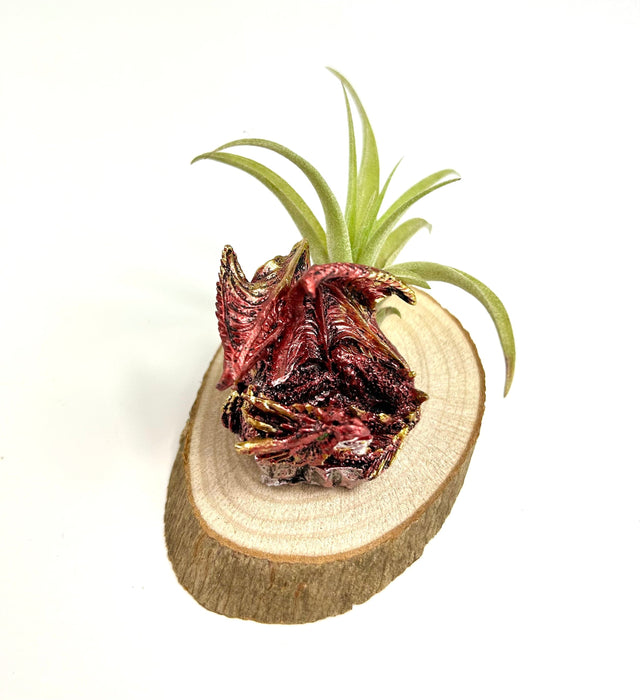 Children's Dragon Air Plant