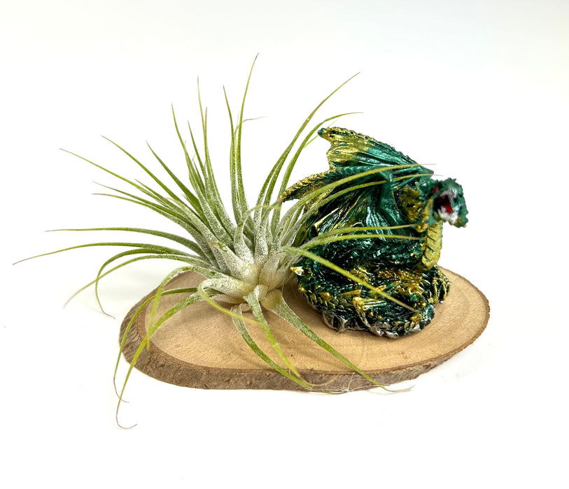 Children's Dragon Air Plant