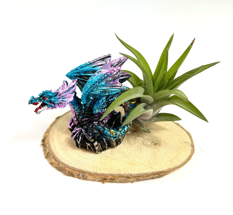 Children's Dragon Air Plant