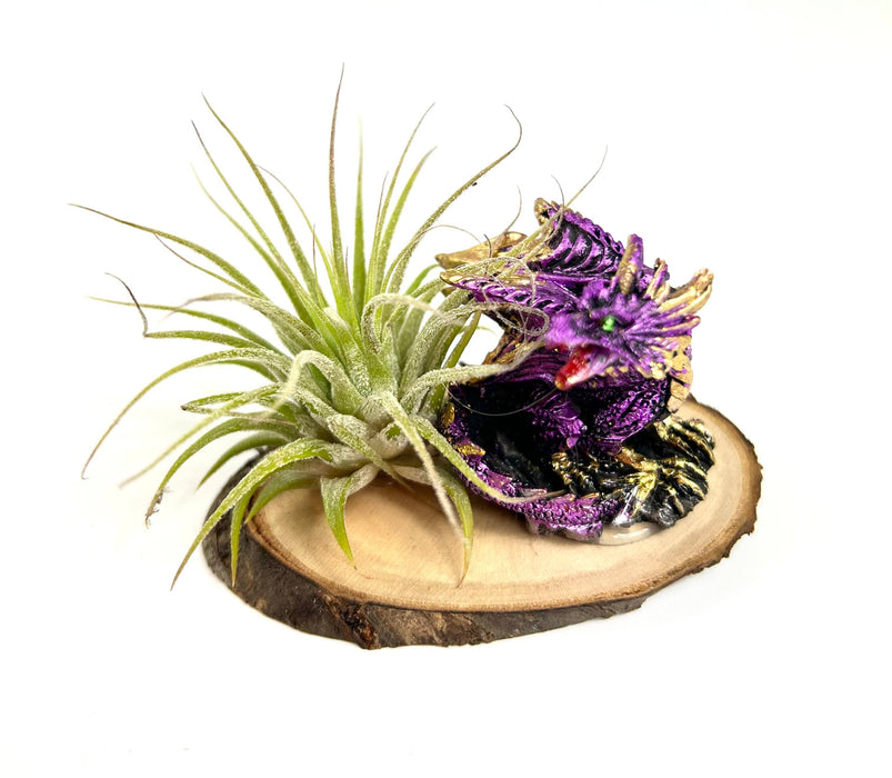 Children's Dragon Air Plant