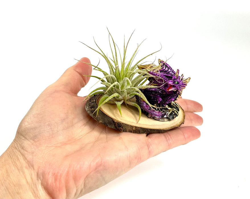 Children's Dragon Air Plant