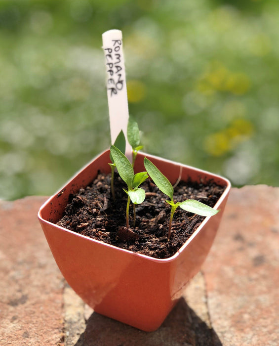 Eco-friendly Bamboo Plant Pots Rainbow set