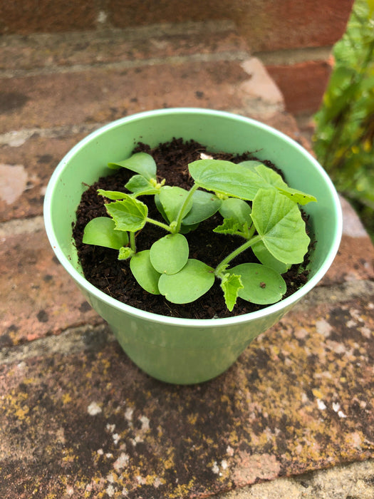 Cucamelon Growing Kit with Pot