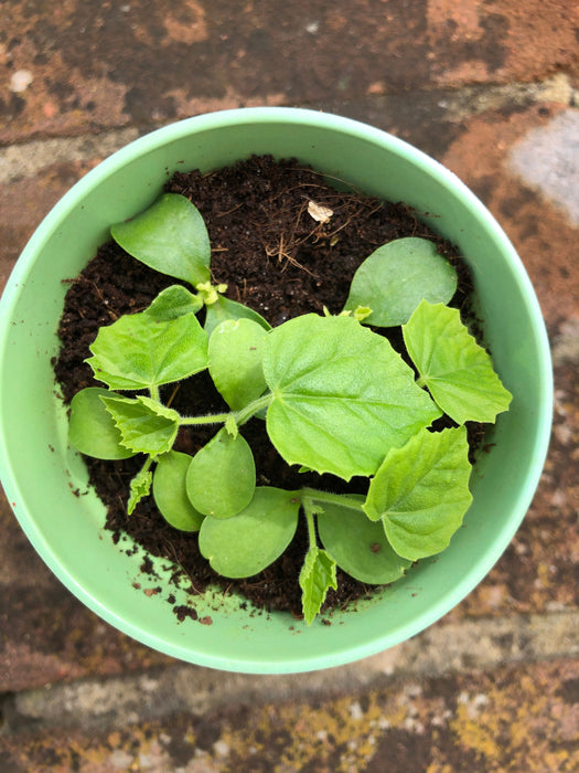 Cucamelon Growing Kit with Pot