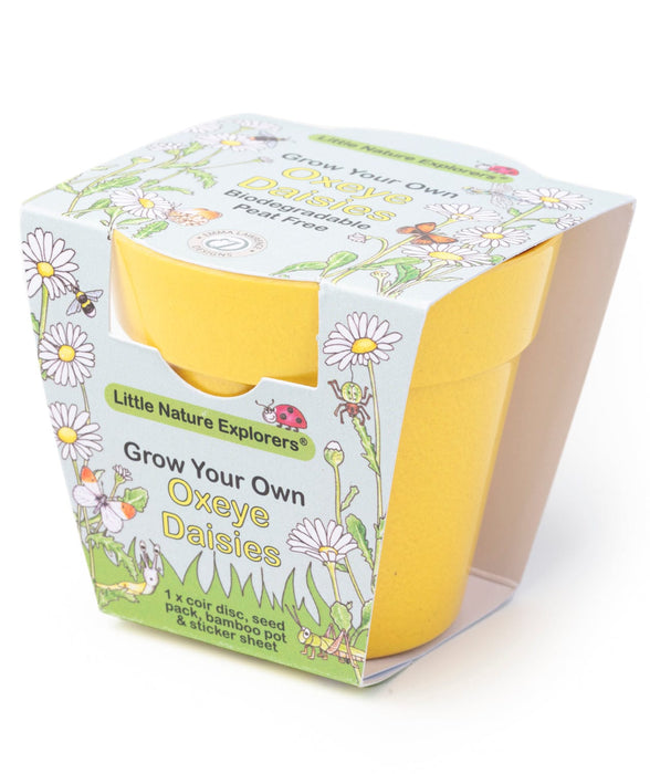 Little Nature Explorers Grow Your Own Oxeye Daisies Growing Kit