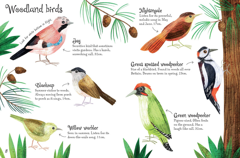 Bookspeed Birds to Spot - Children's Usborne Minis Spotter Guides Nature Book