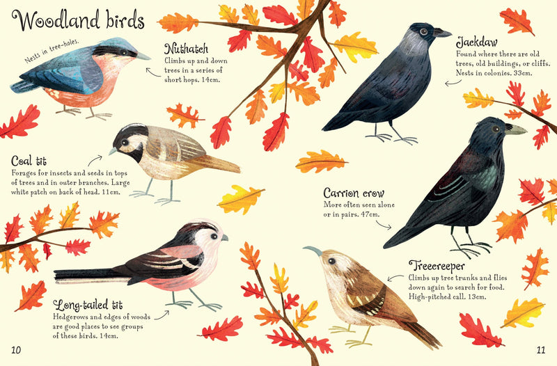 Bookspeed Birds to Spot - Children's Usborne Minis Spotter Guides Nature Book