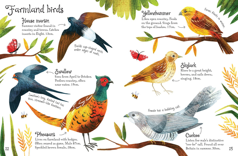 Bookspeed Birds to Spot - Children's Usborne Minis Spotter Guides Nature Book