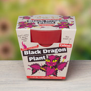 Gardening for Kids Black Dragon Plant Growing Kit with Pot