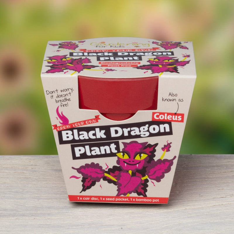Gardening for Kids Black Dragon Plant Growing Kit with Pot