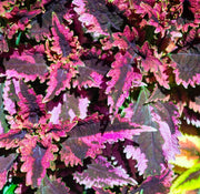 Gardening for Kids Black Dragon Plant Growing Kit with Pot