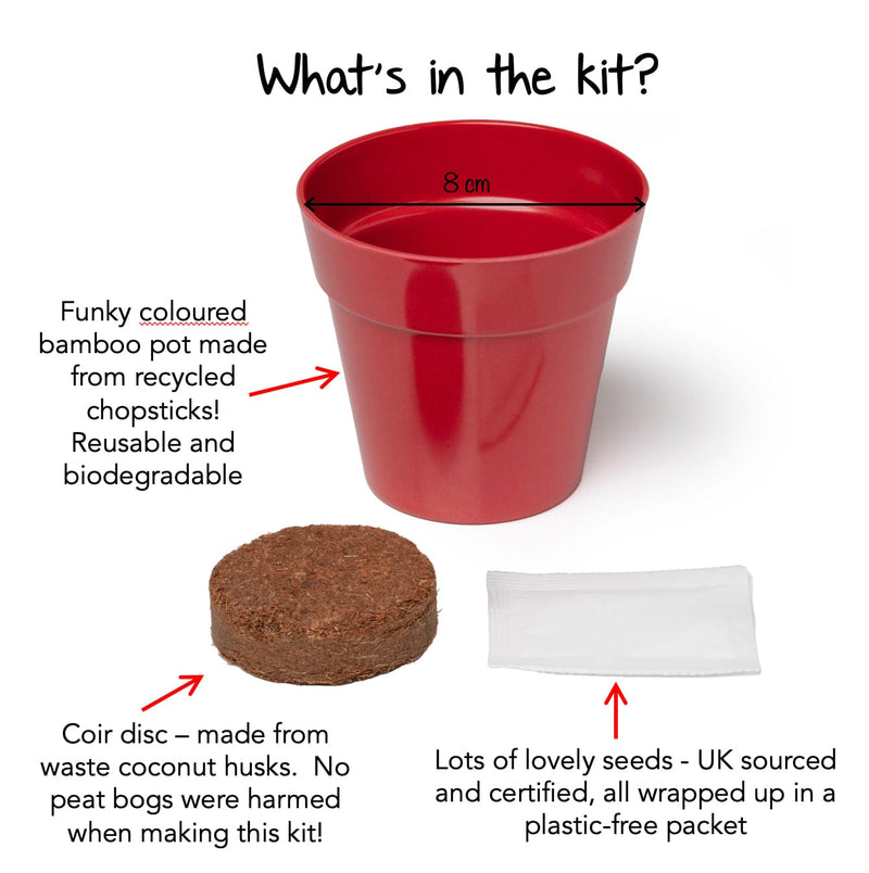 Gardening for Kids Black Dragon Plant Growing Kit with Pot