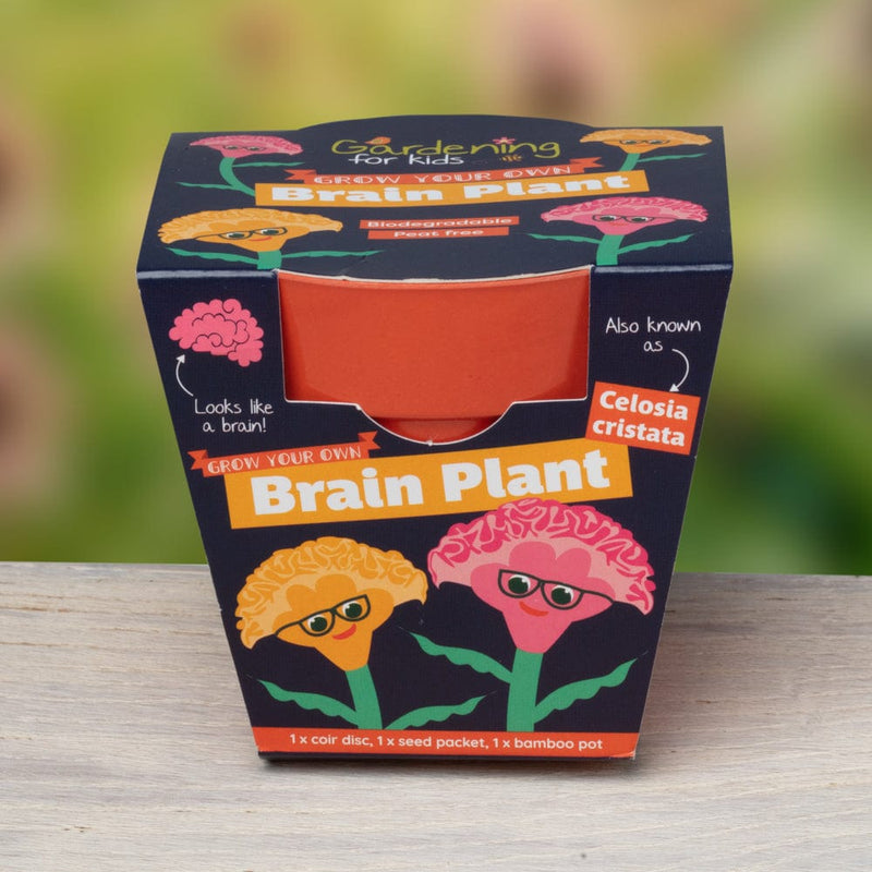 Gardening for Kids Brain Plant (Celosia) Growing Kit with Pot