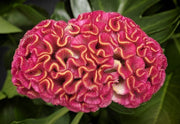 Gardening for Kids Brain Plant (Celosia) Growing Kit with Pot