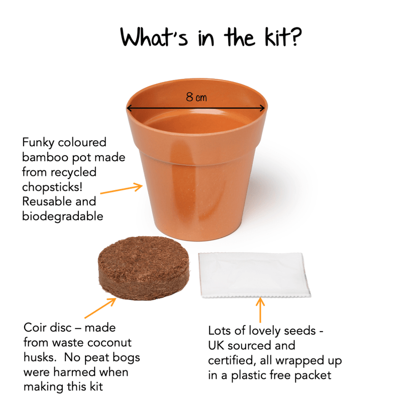 Gardening for Kids Brain Plant (Celosia) Growing Kit with Pot