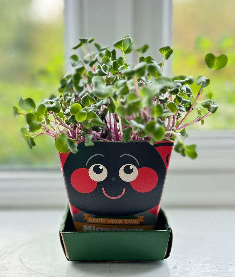 Gardening for Kids Children's Microgreens Growing Kit - Radish