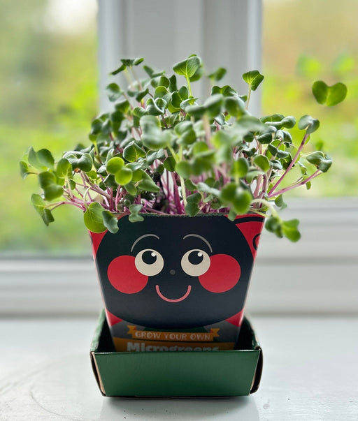 Gardening for Kids Children's Microgreens Growing Kit - Radish