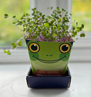 Gardening for Kids Children's Microgreens Growing Kit - Red Cabbage