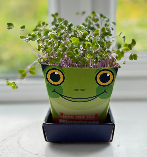 Gardening for Kids Children's Microgreens Growing Kit - Red Cabbage