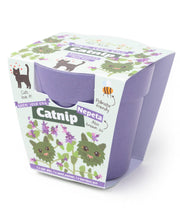 Gardening for Kids Grow Your Own Catnip Plants Children's Growing Kit with Pot
