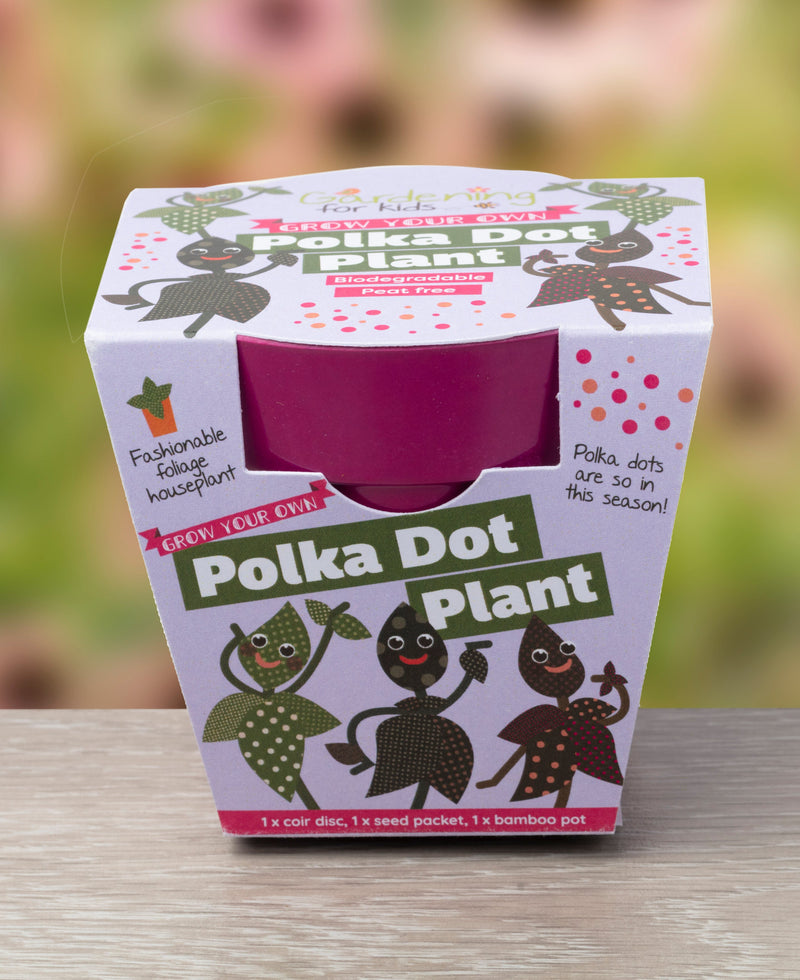 Gardening for Kids Grow Your Own Polka Dot Plant Complete Growing Kit with Pot