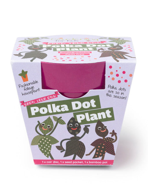 Gardening for Kids Grow Your Own Polka Dot Plant Complete Growing Kit with Pot