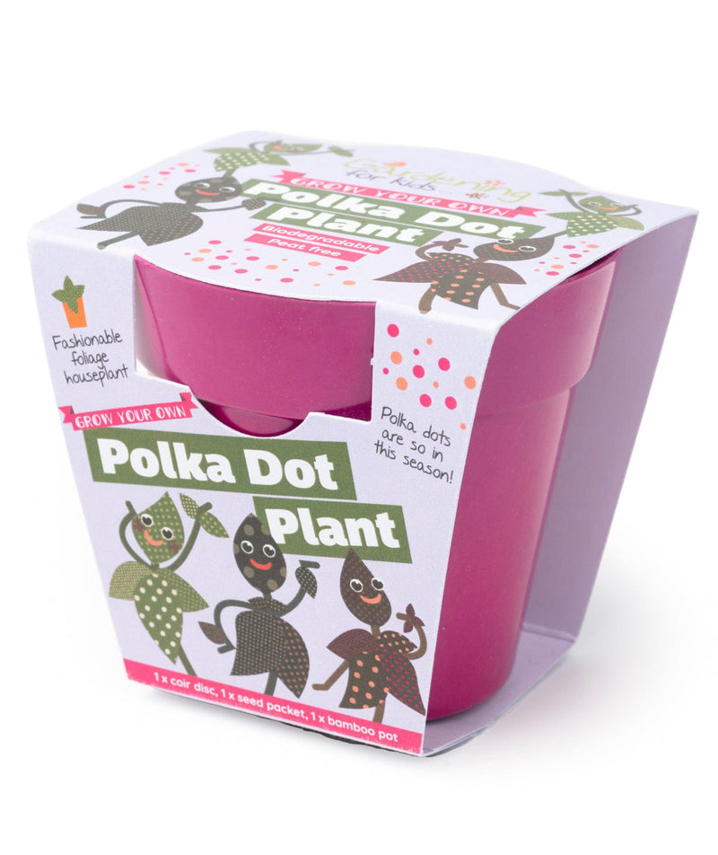 Gardening for Kids Grow Your Own Polka Dot Plant Complete Growing Kit with Pot