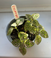 Gardening for Kids Grow Your Own Polka Dot Plant Complete Growing Kit with Pot