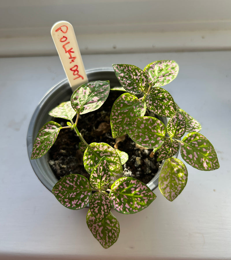 Gardening for Kids Grow Your Own Polka Dot Plant Complete Growing Kit with Pot